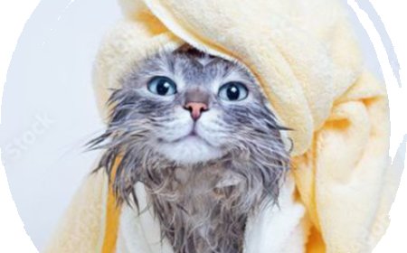 Why Choosing the Right Pet Salon in San Diego Matters for Your Furry Friend’s Health and Happiness