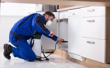 Safe and Responsible Solutions for Bee Infestations