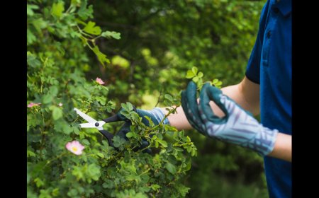 Tree Removal vs Stump Grinding in Maryland What s the Difference and When Do You Need Both