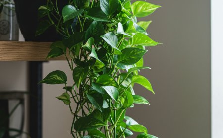 Pothos Growing Season: Everything You Need to Know