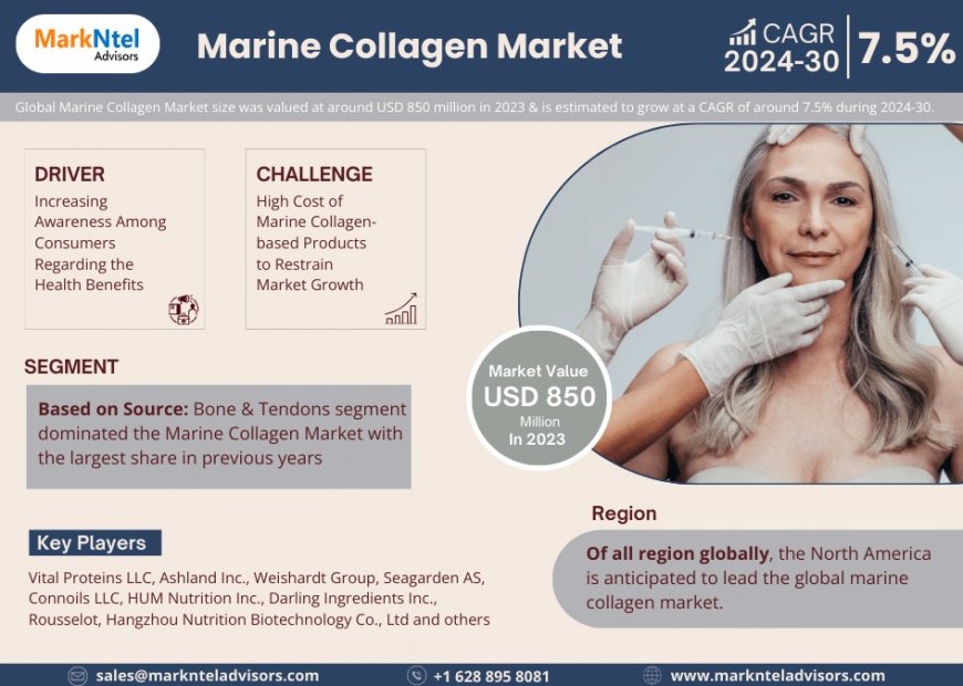 Marine Collagen Market Outlook 2024–2030: Growth Forecast & Top Trends